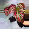 plant/Begonia brevirimosa-0-thumbnail