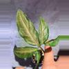 plant/Syngonium black pink angustatum-2-thumbnail
