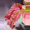 plant/Begonia brevirimosa-1-thumbnail