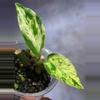plant/Teruno fanfare epipremnum lightly rooted-1-thumbnail