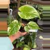 plant/MONSTERA MINT 4" 87P-0-thumbnail