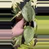 plant/PL157: Hoya Patcharawalai Splash-0-thumbnail