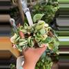 plant/HOYA COMPACTA VAR 4" 216P-0-thumbnail