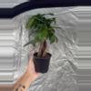 plant/Money Tree 4” Growers Choice-0-thumbnail