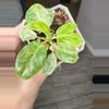 plant/Philo Gigantium Blizzard 3” Growers Choice-0-thumbnail