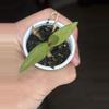 plant/Orchid Plug Growers Choice-0-thumbnail