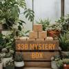 plant/$30 Mystery Box-0-thumbnail