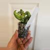 plant/Hoya mauna loa lightly rooted-0-thumbnail