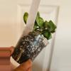 plant/Hoya mauna loa lightly rooted-2-thumbnail