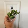 plant/Hoya mauna loa lightly rooted-1-thumbnail