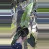 plant/Alocasia shattered glass with pup corming size-0-thumbnail