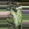 plant/Caladium -p4-0-thumbnail