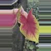 plant/Caladium Medal -p-0-thumbnail