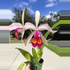 plant/Cattleya kiat tan -p-0-thumbnail
