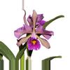 plant/Cattleya Lucia Fernandez -p-0-thumbnail