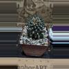 plant/Beautiful Large Ariocarpus kotchebeyanus-0-thumbnail
