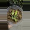 plant/Philodendro green congo variegated -p2-0-thumbnail