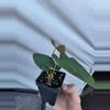 plant/P80 Papillilaminum Ree Gardens x open-2-thumbnail