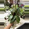 plant/Hoya callisthophylla 4”-0-thumbnail