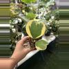 plant/Hoya Kerri variegated 3”-0-thumbnail