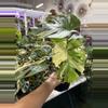 plant/Monstera Thai 8”-0-thumbnail