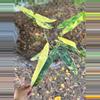 plant/High color mature Philo billietiae var-0-thumbnail