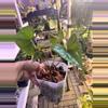 plant/RA Ant Diabloense-0-thumbnail
