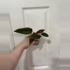 plant/Philodendron Dark Lord-0-thumbnail