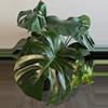 plant/Monstera cutting only-0-thumbnail