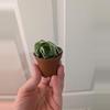 plant/Mini Hoya compacta-0-thumbnail