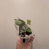 plant/Wentii Aurea-0-thumbnail