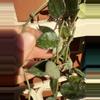plant/Hoya eskimo splash cutting-0-thumbnail