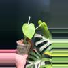 plant/Monstera Mint NOID Jungle Mint-0-thumbnail