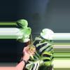 plant/Monstera Mint-0-thumbnail