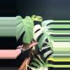 plant/Monstera Mint NOID Jungle Mint-0-thumbnail