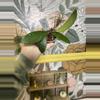 plant/1619 Hoya NOID Splash -0-thumbnail