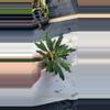 plant/Galaxy aralia-1-thumbnail