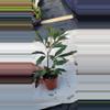 plant/Galaxy aralia-0-thumbnail