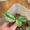 plant/Rooted peasun w new growth -0-thumbnail