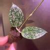 plant/Hoya heart leaf splash unrooted 2 leaf cutting growers choice-0-thumbnail