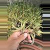 plant/Aloe Striata 5 Pack Seedlings!-0-thumbnail