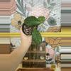 plant/1631 Hoya SP Ranauensis -0-thumbnail