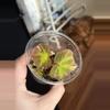 plant/Pink begonia soli mutata -0-thumbnail