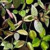 plant/3 mystery Hoya cuttings unrooted -0-thumbnail