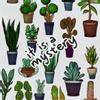 plant/Mystery Plant-0-thumbnail
