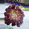 plant/Aeonium Chanel-0-thumbnail