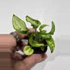 plant/Syngonium Three Kings-1-thumbnail
