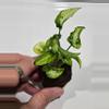 plant/Syngonium Three Kings-0-thumbnail