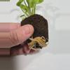 plant/Syngonium Three Kings-2-thumbnail