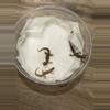 plant/3-pk mourning geckos-0-thumbnail